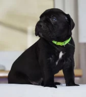 Cane Corso - štěňátka s PP