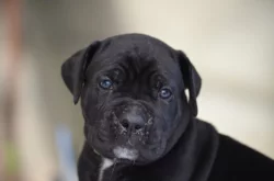 Cane Corso - štěňátka s PP