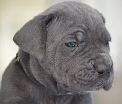 Cane Corso - štěňátka s PP