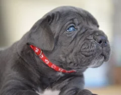 Cane Corso - štěňátka s PP