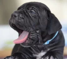 Cane Corso - štěňátka s PP