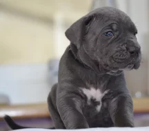 Cane Corso - štěňátka s PP