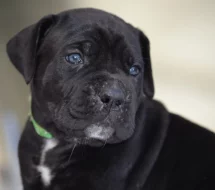 Cane Corso - štěňátka s PP