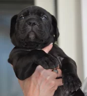 Cane Corso - štěňátka s PP