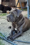 Cane Corso - štěňátka s PP