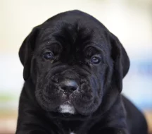 Cane Corso - štěňátka s PP