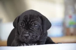 Cane Corso - štěňátka s PP