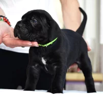 Cane Corso - štěňátka s PP