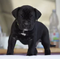 Cane Corso - štěňátka s PP