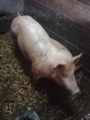 Prodám prasata