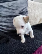 Jack russel teriér odběr 1.5.