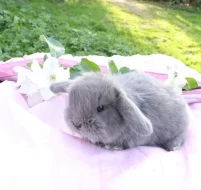 Minilop zakrslí králíčci na prodej