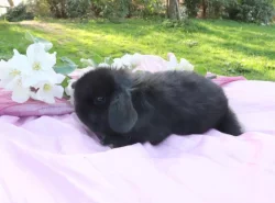 Minilop zakrslí králíčci na prodej