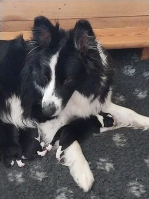 Border kolie štěňata s PP