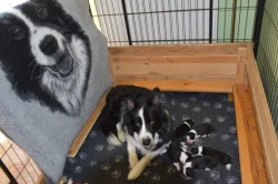 Border kolie štěňata s PP