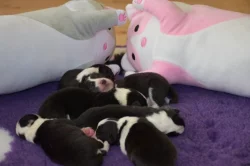 Border kolie štěňata s PP