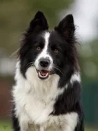 Border kolie štěňata s PP