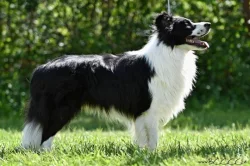 Border kolie štěňata s PP