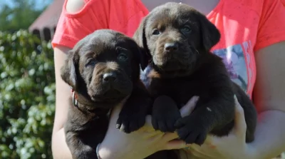 Labradorský retriever s PP