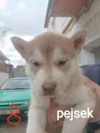 Sibiřský husky