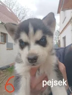 Sibiřský husky