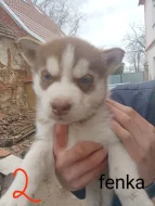 Sibiřský husky