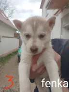 Sibiřský husky