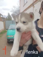 Sibiřský husky