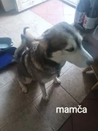 Sibiřský husky