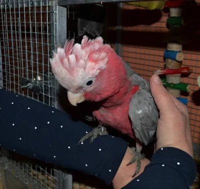 Kakadu růžový ručně dokrmení