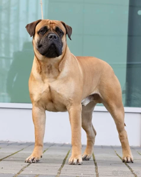 Bullmastif s PP ke krytí