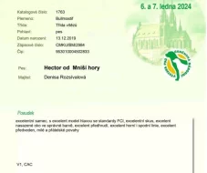 Bullmastif s PP ke krytí