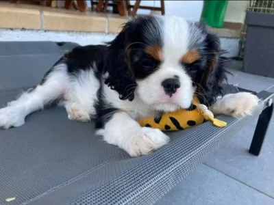 Kavalír King Charles španěl na prodej