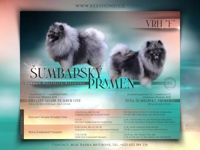 Německý vlčí špic Keeshond štěňata s PP FCI