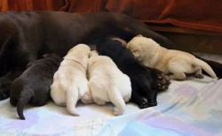 Štěňátka Labradora