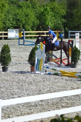 Prodám hodnou klisnu KHV 144 cm