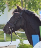 Prodám hodnou klisnu KHV 144 cm