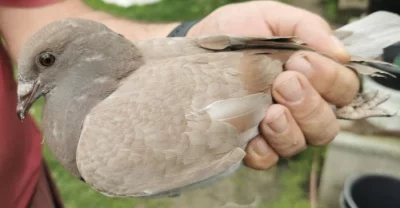Prodám holoubata poštovních holubů