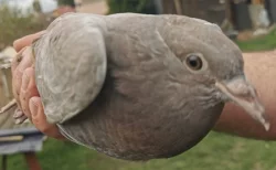 Prodám holoubata poštovních holubů