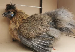 Prodám zdrobnělé hedvábničky divoce zbarvené