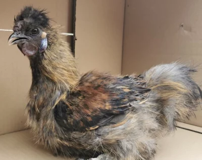 Prodám zdrobnělé hedvábničky divoce zbarvené