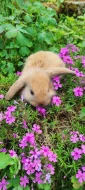 Zakrslý králík beránek