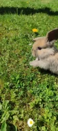 Zakrslý králík beránek