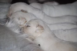 Zlaty retrivr bez PP