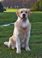 Zlaty retrivr bez PP