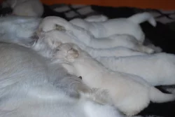 Zlaty retrivr bez PP