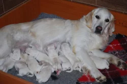 Zlaty retrivr bez PP