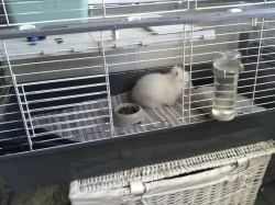 Prodám Teddy mlaďoučké králičice s kompletní vybaveností + jídlo