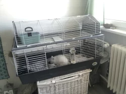 Prodám Teddy mlaďoučké králičice s kompletní vybaveností + jídlo