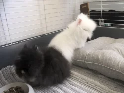 Prodám Teddy mlaďoučké králičice s kompletní vybaveností + jídlo